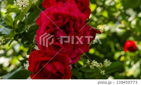 red red 139450773
