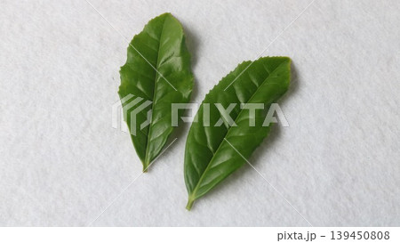 新鮮なお茶の葉 新鮮なお茶の葉 139450808