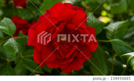 red red 139450885