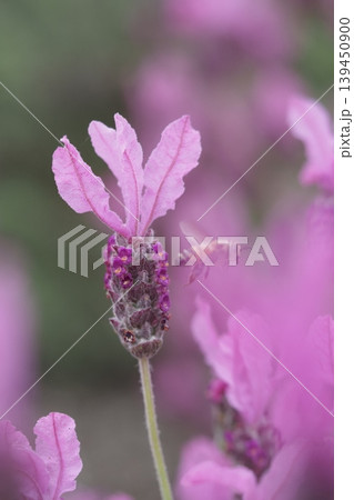 ピンクのラベンダーの花とミツバチ ピンクのラベンダーの花とミツバチ 139450900