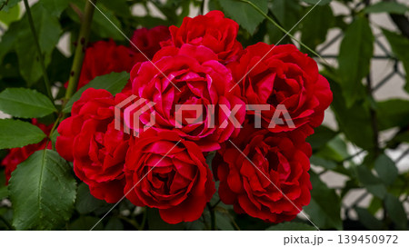 rose rose 139450972