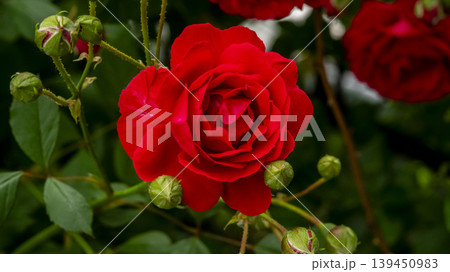 rose rose 139450983