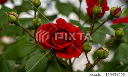rose rose 139451006