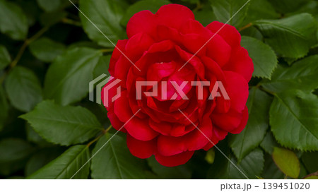 rose 139451020