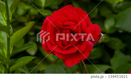 rose rose 139451021