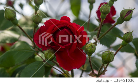 rose rose 139451036