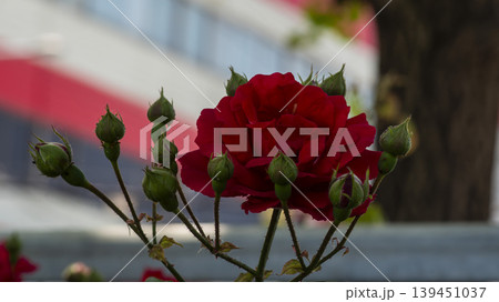 rose 139451037