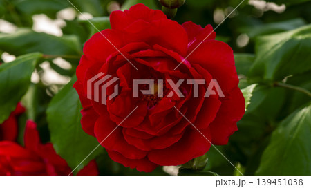 rose rose 139451038