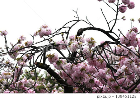花咲き誇る大阪造幣局の桜の通り抜け 139451128