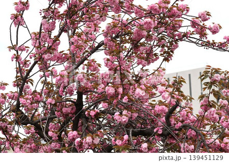 花咲き誇る大阪造幣局の桜の通り抜け 花咲き誇る大阪造幣局の桜の通り抜け 139451129