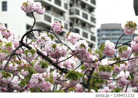 花咲き誇る大阪造幣局の桜の通り抜け 139451132