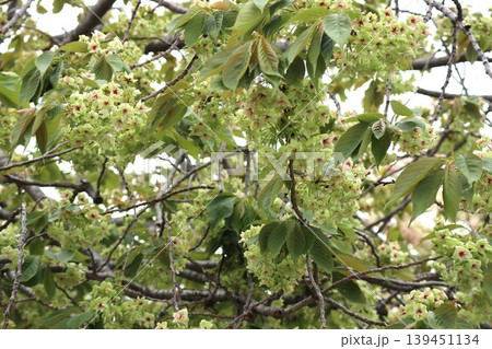 花咲き誇る大阪造幣局の桜の通り抜け 139451134