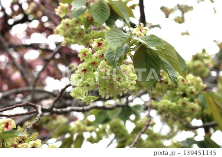 花咲き誇る大阪造幣局の桜の通り抜け 花咲き誇る大阪造幣局の桜の通り抜け 139451135