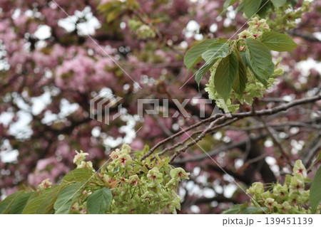 花咲き誇る大阪造幣局の桜の通り抜け 花咲き誇る大阪造幣局の桜の通り抜け 139451139
