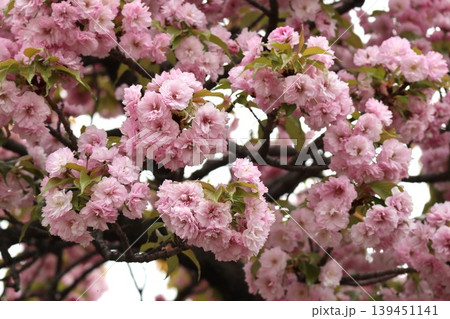花咲き誇る大阪造幣局の桜の通り抜け 139451141