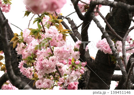 花咲き誇る大阪造幣局の桜の通り抜け 139451146