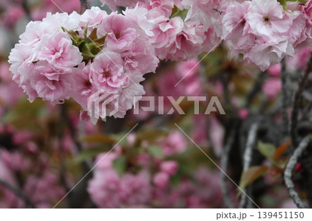 花咲き誇る大阪造幣局の桜の通り抜け 139451150