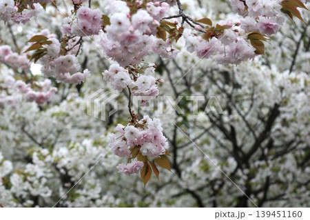 花咲き誇る大阪造幣局の桜の通り抜け 139451160