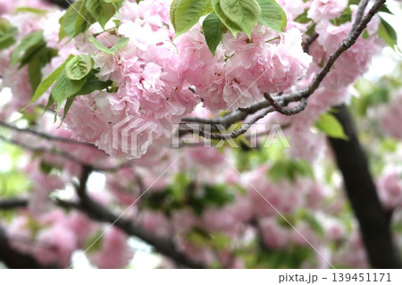 花咲き誇る大阪造幣局の桜の通り抜け 花咲き誇る大阪造幣局の桜の通り抜け 139451171