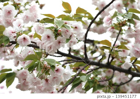 花咲き誇る大阪造幣局の桜の通り抜け 花咲き誇る大阪造幣局の桜の通り抜け 139451177