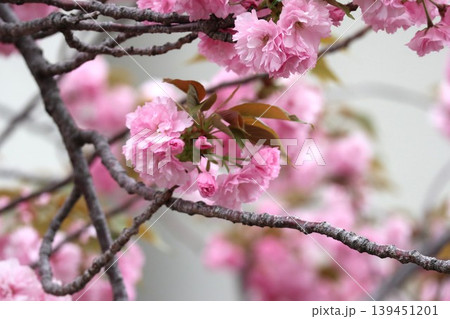 花咲き誇る大阪造幣局の桜の通り抜け 花咲き誇る大阪造幣局の桜の通り抜け 139451201