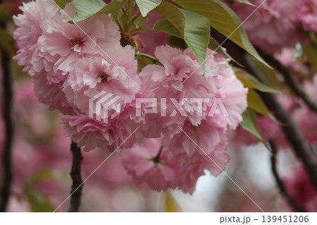 花咲き誇る大阪造幣局の桜の通り抜け 139451206