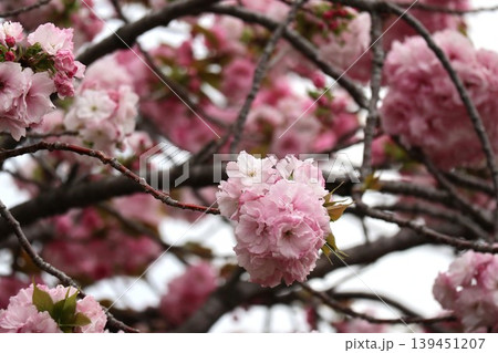 花咲き誇る大阪造幣局の桜の通り抜け 139451207