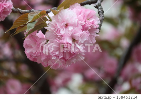 花咲き誇る大阪造幣局の桜の通り抜け 花咲き誇る大阪造幣局の桜の通り抜け 139451214