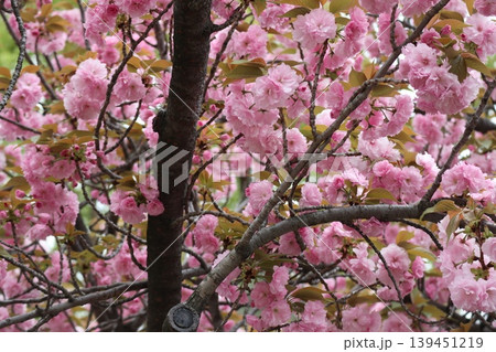 花咲き誇る大阪造幣局の桜の通り抜け 花咲き誇る大阪造幣局の桜の通り抜け 139451219