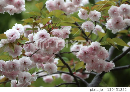 花咲き誇る大阪造幣局の桜の通り抜け 花咲き誇る大阪造幣局の桜の通り抜け 139451222