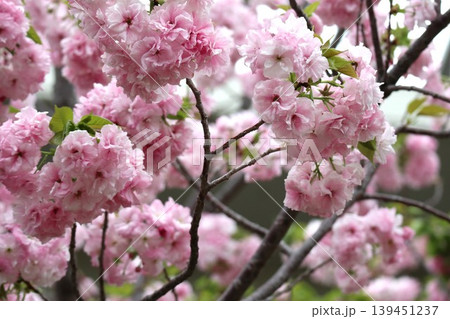 花咲き誇る大阪造幣局の桜の通り抜け 139451237