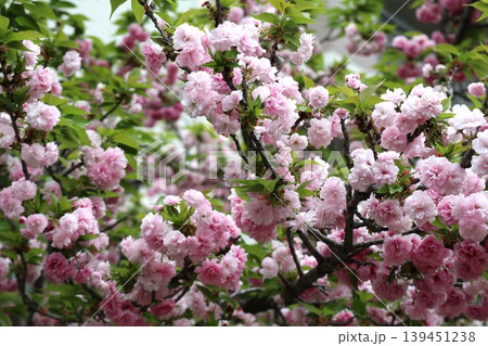 花咲き誇る大阪造幣局の桜の通り抜け 139451238