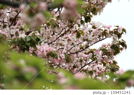 花咲き誇る大阪造幣局の桜の通り抜け 139451241