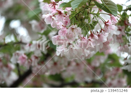 花咲き誇る大阪造幣局の桜の通り抜け 花咲き誇る大阪造幣局の桜の通り抜け 139451246