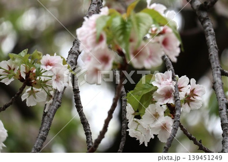 花咲き誇る大阪造幣局の桜の通り抜け 139451249