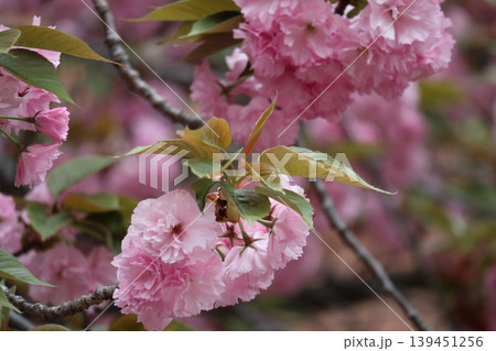 花咲き誇る大阪造幣局の桜の通り抜け 139451256