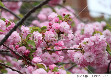 花咲き誇る大阪造幣局の桜の通り抜け 花咲き誇る大阪造幣局の桜の通り抜け 139451262