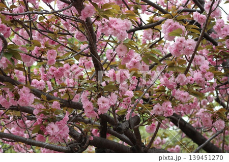 花咲き誇る大阪造幣局の桜の通り抜け 花咲き誇る大阪造幣局の桜の通り抜け 139451270