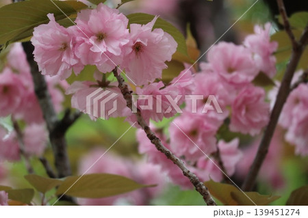 花咲き誇る大阪造幣局の桜の通り抜け 花咲き誇る大阪造幣局の桜の通り抜け 139451274