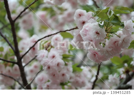 花咲き誇る大阪造幣局の桜の通り抜け 花咲き誇る大阪造幣局の桜の通り抜け 139451285