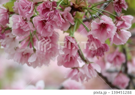 花咲き誇る大阪造幣局の桜の通り抜け 139451288