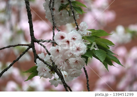 花咲き誇る大阪造幣局の桜の通り抜け 139451299