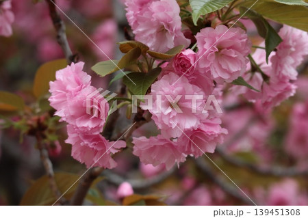 花咲き誇る大阪造幣局の桜の通り抜け 139451308