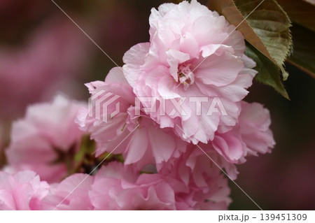 花咲き誇る大阪造幣局の桜の通り抜け 139451309
