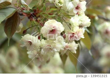 花咲き誇る大阪造幣局の桜の通り抜け 139451315
