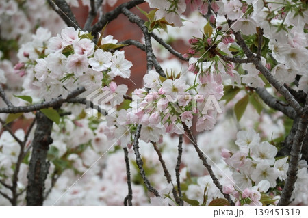 花咲き誇る大阪造幣局の桜の通り抜け 139451319