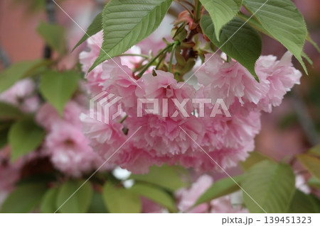 花咲き誇る大阪造幣局の桜の通り抜け 139451323