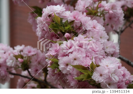 花咲き誇る大阪造幣局の桜の通り抜け 139451334