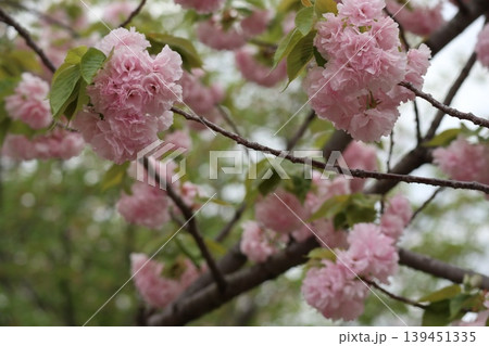 花咲き誇る大阪造幣局の桜の通り抜け 139451335