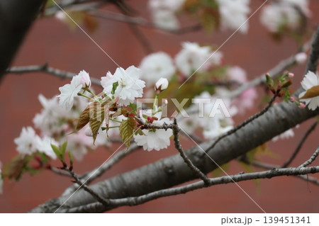 花咲き誇る大阪造幣局の桜の通り抜け 花咲き誇る大阪造幣局の桜の通り抜け 139451341